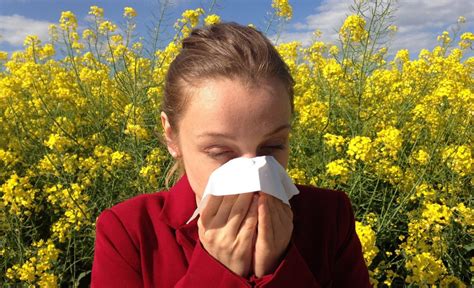 Bahar alerjisi tedavisi bitkisel